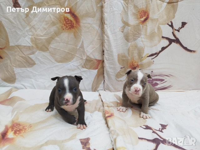 американско були покет , снимка 12 - Други - 54234473