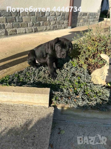 Кане Корсо кученца, снимка 5 - Кане корсо - 52353371