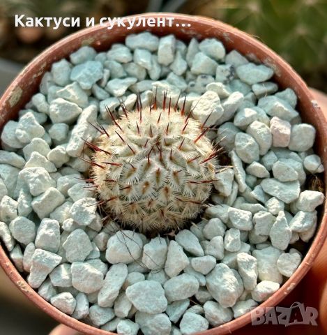 Кактус Mammillaria Perezdelarosae ssp. Andersoniana, снимка 1 - Градински цветя и растения - 46787750