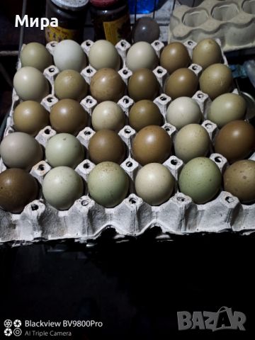 Яйца за люпене , снимка 1 - други­ - 44111631