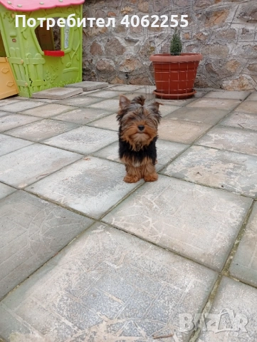 Продавам йоркширски териер , снимка 5 - Йоркширски териер - 53237265