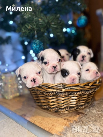 Френски булдог 