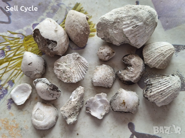 ✅ФОСИЛИ - МИДИ - ПРОВАДИЯ❗