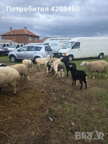 Овце и кози