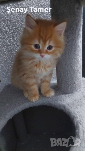 Сибирски котенца, снимка 5 - Сибирски - 52258702