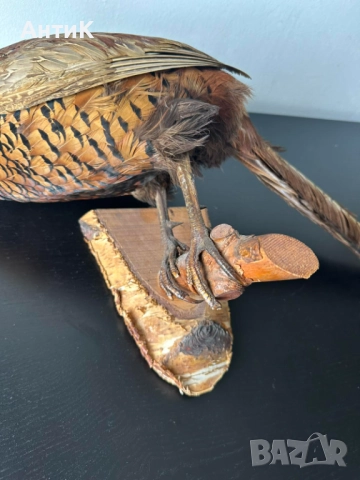 Препариран Фазан , снимка 3 - Други ценни предмети - 51683019