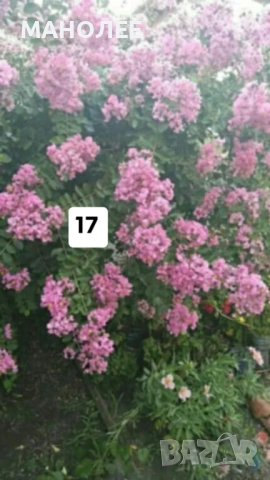 💐💐💐💐50 РЕЗНИКА В ЕДИН ПАКЕТ /видове по избор/ ЗА 10 € 💐🎁🪷🌞, снимка 18 - Градински цветя и растения - 53230275