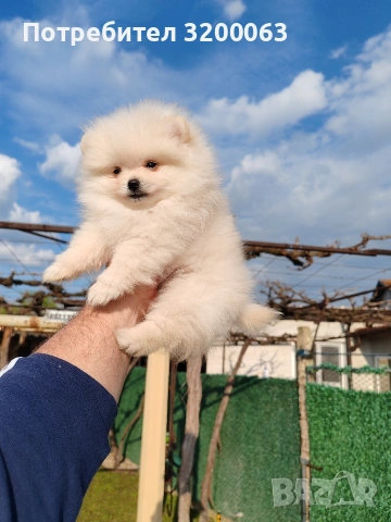 Померан мъжки и женски , снимка 9 - Померан - 53950897