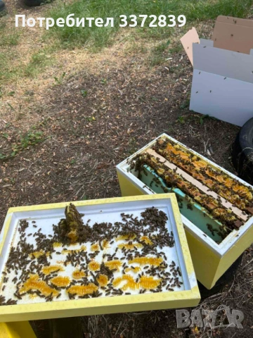 Продавам пчелни семейства и отводки, снимка 3 - За пчели - 54183724