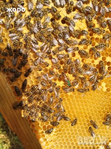 продавам кошери с пчели, пчелни семейства ,Бургас, снимка 3 - Други - 46352091