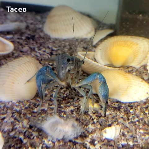 Декоративни раци 6-7см