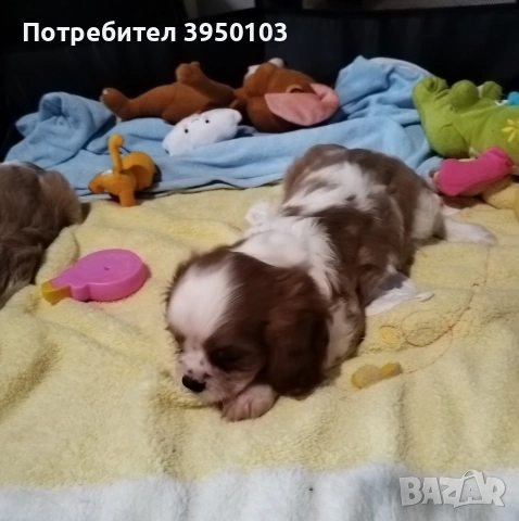 Кавалер Кинг Чарлз шпаньол момиченца , снимка 6 - Кавалер кинг чарлз шпаньол - 53429949