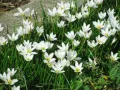 Продавам луковици на бял зефирантес, снимка 2