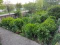 Красиви вечнозелени чемшири за красиви градини, снимка 1 - Градински цветя и растения - 45982050