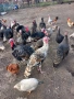 ПРОДАВАМ ОПЛОДЕНИ КОКОШИ ЯЙЦА , ЗА РАЗПЛОД, снимка 17
