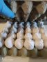 Разплодни яйца Бял Легхорн , снимка 1 - Кокошки и пуйки - 45645915
