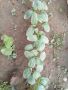 Краставици гергана, снимка 1 - Градински цветя и растения - 45209229