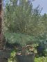 Маслиново дърво за перфектният декор на вашата градина!!!, снимка 5