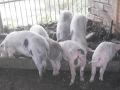 малки прасета, снимка 3
