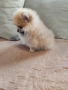 Померан мини мъжко и женско , снимка 18