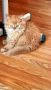 Персийско котенце, снимка 8