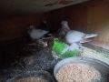 гълъби  демкеши 