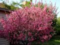 Японска Слива- Prunus triloba Студоустойчива, снимка 2