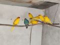папагали какарики, снимка 1