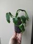 Епифилум, Epiphyllum Guatemalense Monstrosa, снимка 1 - Стайни растения - 45413852
