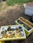 Продавам пчелни семейства и отводки, снимка 3
