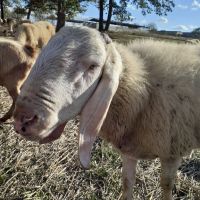 Продавам агнета, овце и кочове, снимка 6 - Овце - 46029898