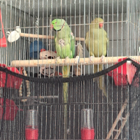 Двойка папагали малък Александър Намаление за месеца!, снимка 2 - Папагали - 45073486