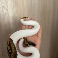 Кралски Питон , снимка 1 - Змии - 44941255