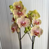 Орхидея фаленопсис, снимка 6 - Стайни растения - 45108751