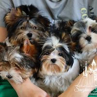 Йорк бивер! Луксозни кучета за леца и възрастни!, снимка 1 - Йоркширски териер - 45406533