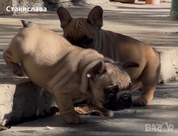 Френски булдог /french bulldog, снимка 1