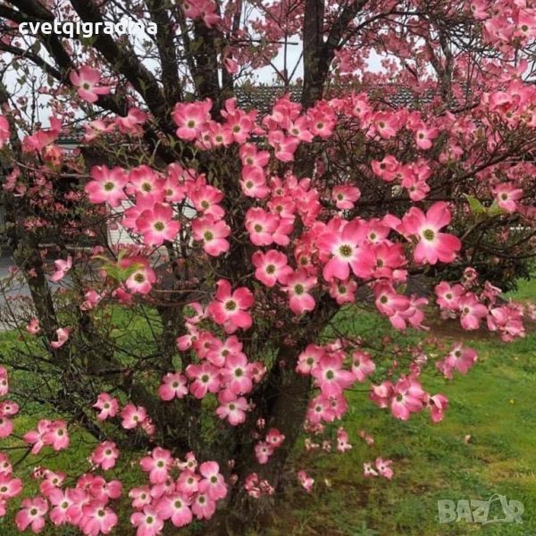 Cornus Florida Red sunset(Корнус Флорида Червен залез), снимка 1