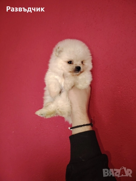 Мини-шпиц померан , снимка 1