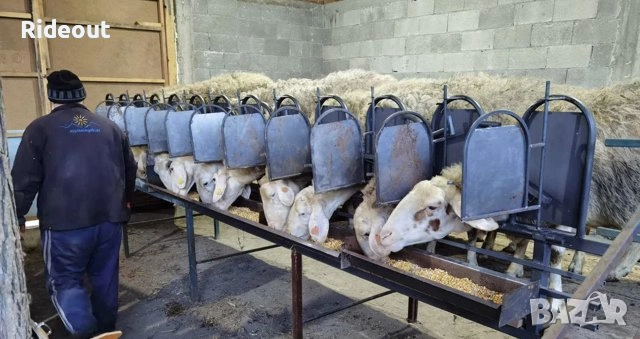 Решетка за доене на овце/кози. За 12 броя, снимка 1