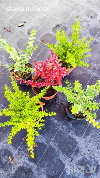 Промо пакет студоустойчиви растения!!, снимка 1