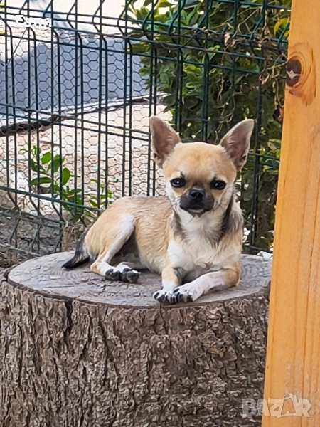 мини чихуахуа , снимка 1