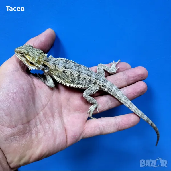 Брадата агама, снимка 1