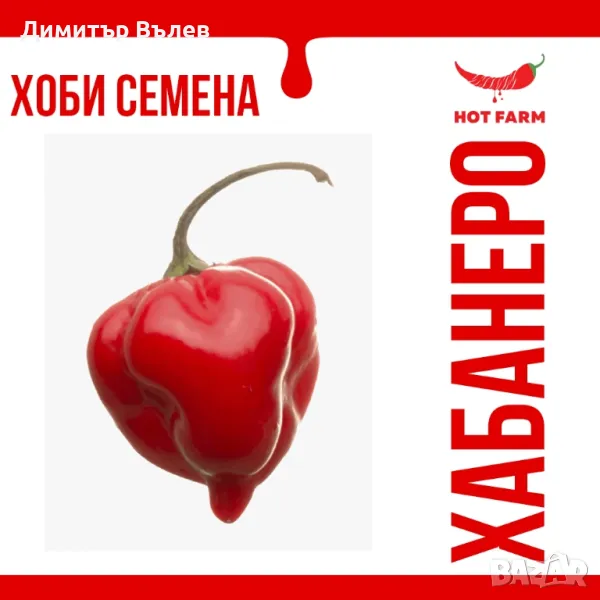 Семе семена най-лютата чушка Червено Хабанеро (Савино; Савино Хабанеро; Red Savina Habanero), снимка 1