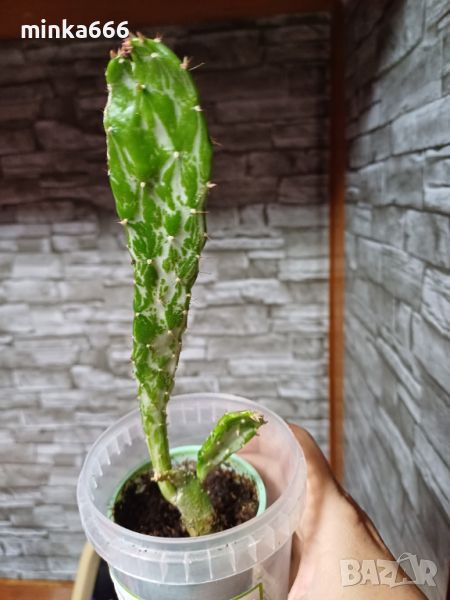Мексикански кактус, снимка 1