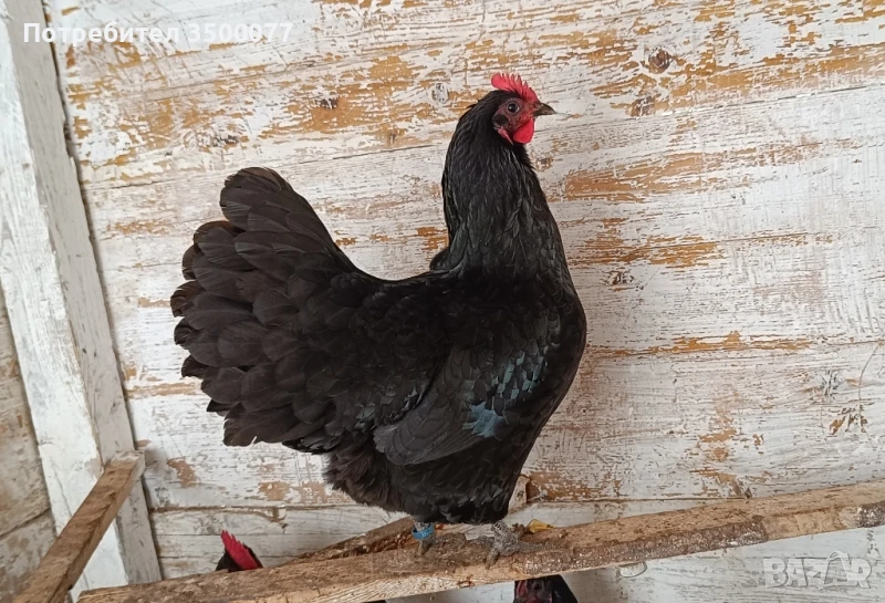 кокошки австралорп , снимка 1