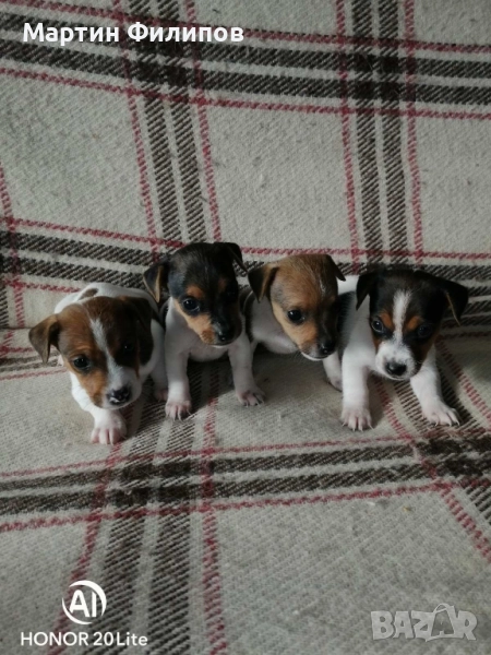 Продавам малки джак ръсел териери , снимка 1