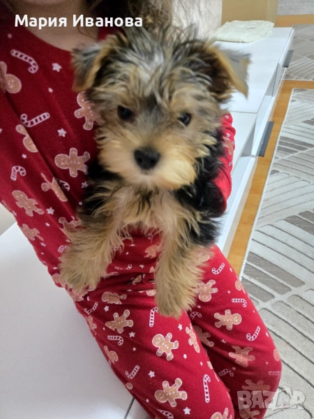 Продавасе йорки , снимка 1