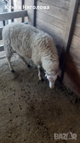 Продавам агнета и овце, снимка 1