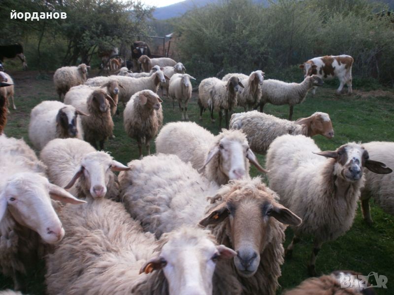 свободни овце, снимка 1