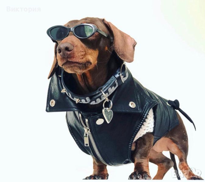 Кожени дрешки за кучета- рокери, снимка 1